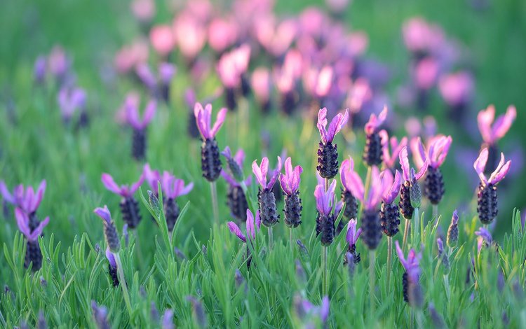цветы, трава, поле, лаванда, луг, flowers, grass, field, lavender, meadow