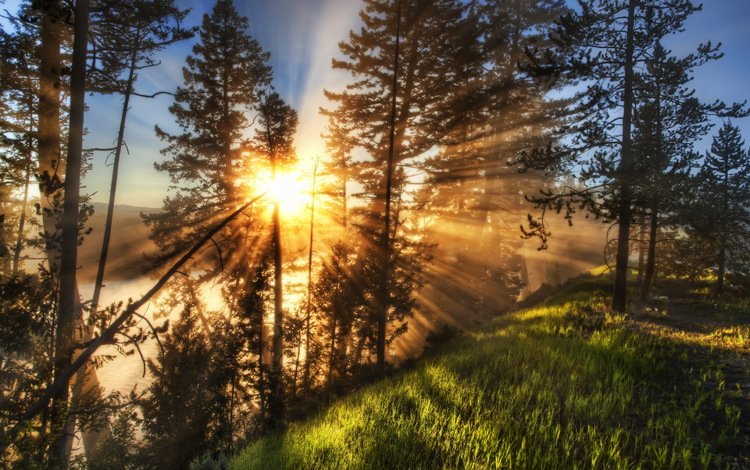 свет, деревья, река, солнце, лучи, пейзаж, туман, рассвет, light, trees, river, the sun, rays, landscape, fog, dawn