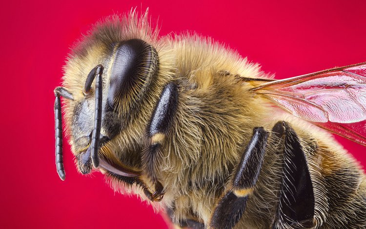 макро, насекомое, крылья, пчела, красный фон, голова, macro, insect, wings, bee, red background, head