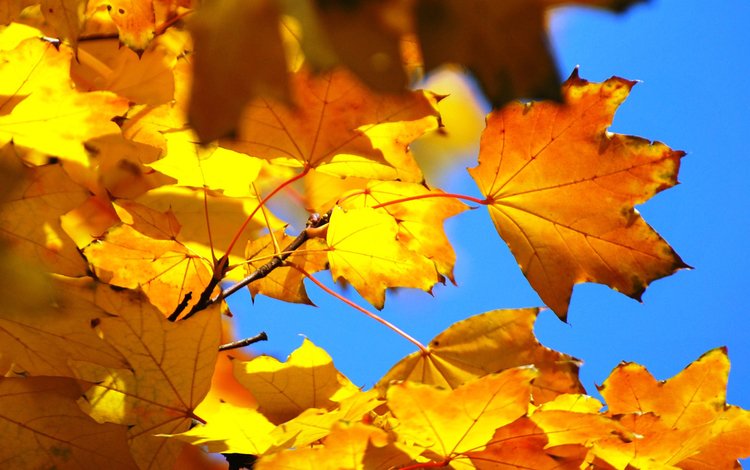 небо, листья, осень, клен, the sky, leaves, autumn, maple