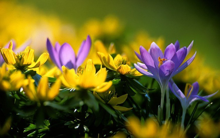 цветы, желтый, синий, весна, крокус, адонис, адонисы, flowers, yellow, blue, spring, krokus, adonis