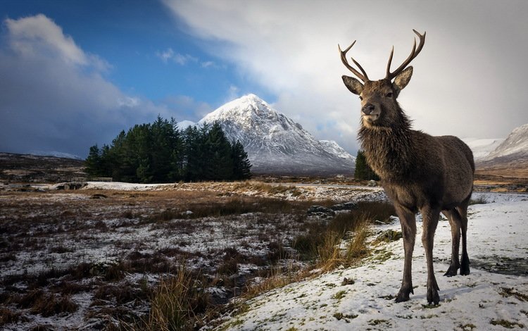 природа, олень, зима, фон, рога, nature, deer, winter, background, horns