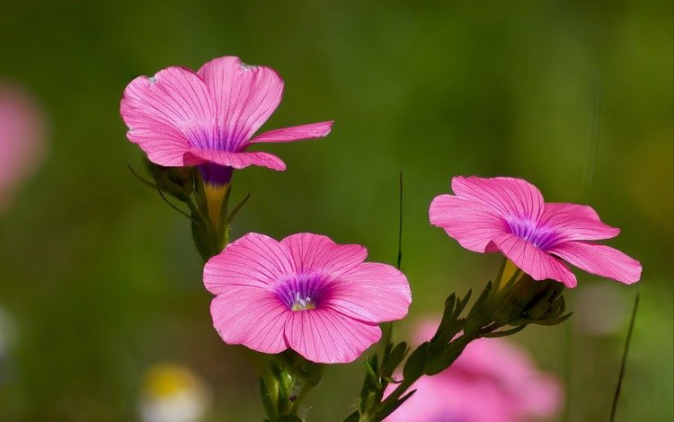 цветы, розовые, яркий, лен, цветком, ziva & amir, hairy pink flax, полевой цветок, flowers, pink, bright, len, flower, wild flower