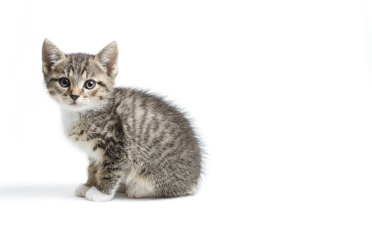котенок, серый, белый фон, малыш, kitty, grey, white background, baby
