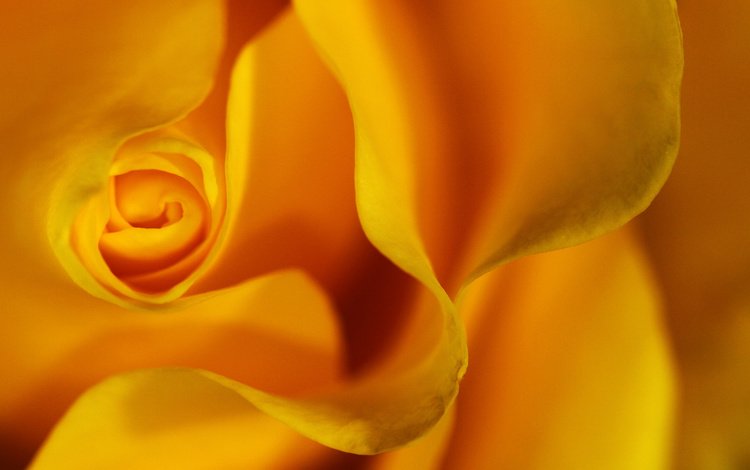 макро, цветок, роза, жёлтая, цветком, lorraine, .лепестки, macro, flower, rose, yellow, .petals