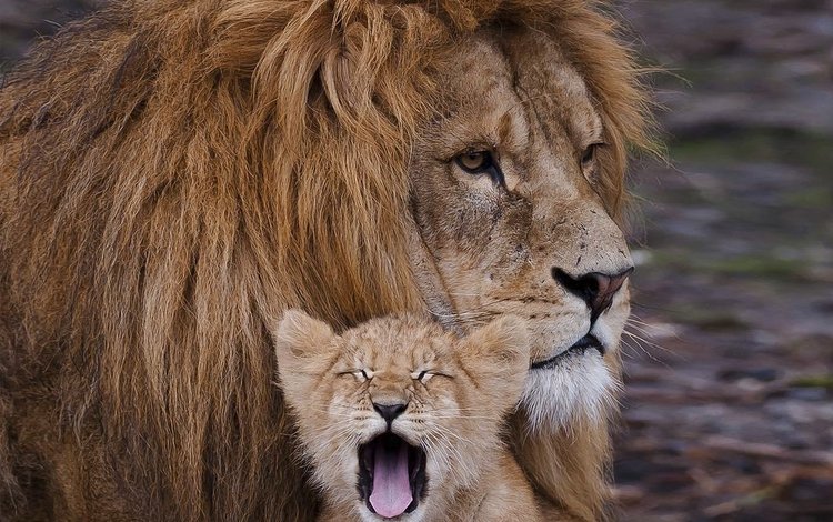 хищник, львы, семья, лев, забота, грива, львёнок, predator, lions, family, leo, care, mane, lion