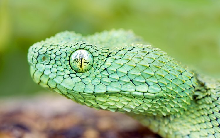 змея, ядовитая змея, https://wallbox.ru/animals/macro-snake-black-background-scales-reptile-w171228, глаз, зеленая, чешуя, голова, древесная, гадюка, : змея, snake, eyes, green, scales, head, wood, viper, : snake