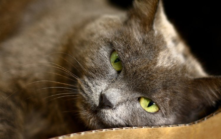 глаза, кот, кошка, лежит, серый, зеленые, eyes, cat, lies, grey, green