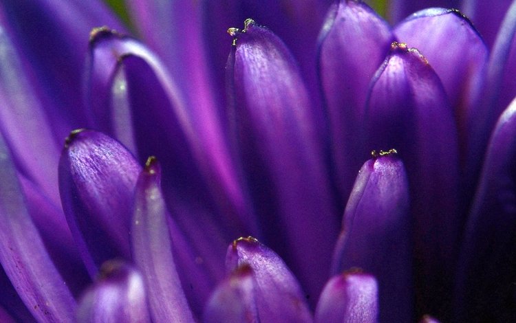 макро, цветок, лепестки, фиолетовый, цветком, macro, flower, petals, purple