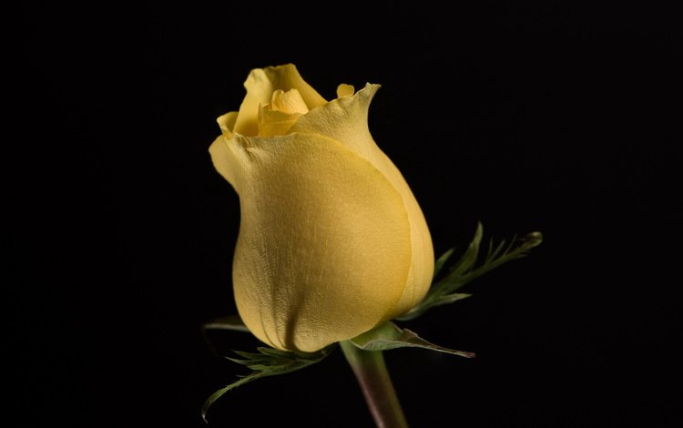 цветок, роза, бутон, черный фон, жёлтая, цветком, flower, rose, bud, black background, yellow