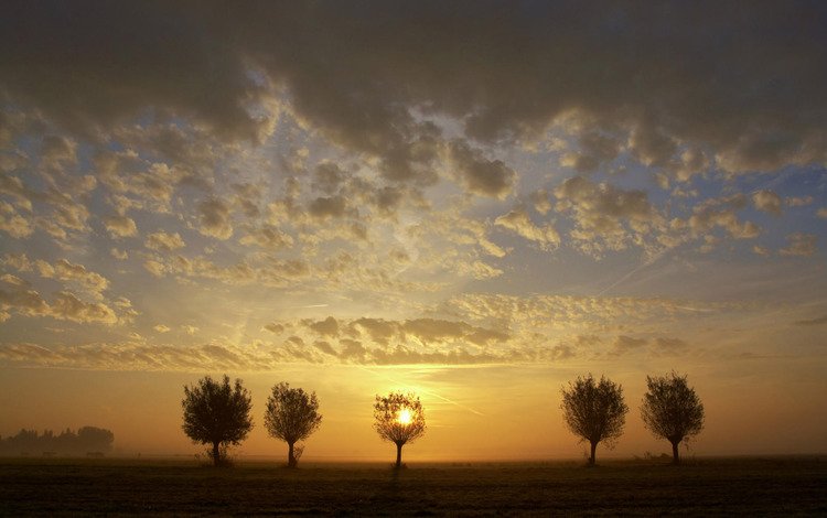 небо, деревья, закат, пейзаж, поле, the sky, trees, sunset, landscape, field