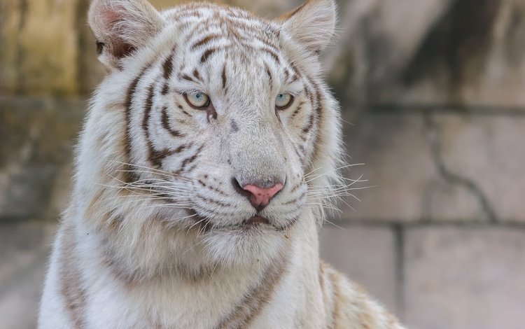 тигр, взгляд, белый, хищник, большая кошка, tiger, look, white, predator, big cat