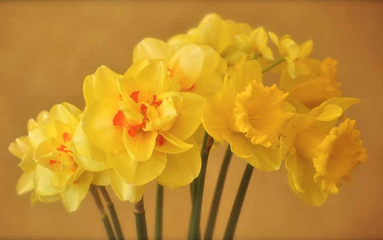 цветы, лепестки, весна, букет, желтые, нарцисы, flowers, petals, spring, bouquet, yellow, the narciso