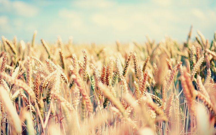 небо, поле, колосья, пшеница, the sky, field, ears, wheat