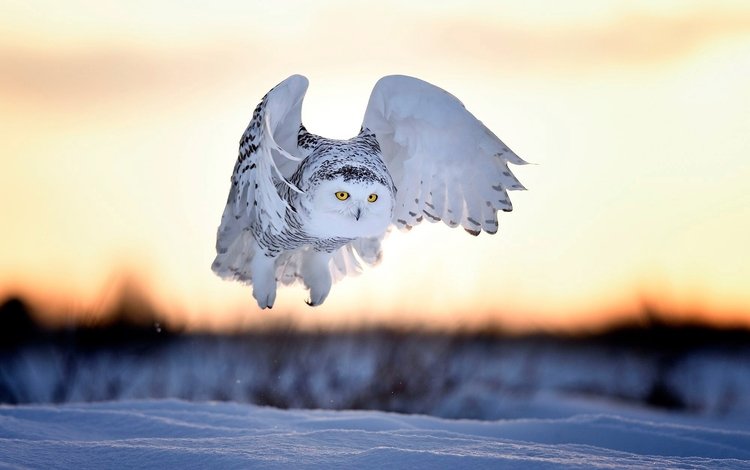 вечер, снег, закат, зима, птица, полярная сова, белая сова, bubo scandiacus, nyctea scandiaca, the evening, snow, sunset, winter, bird, snowy owl, white owl