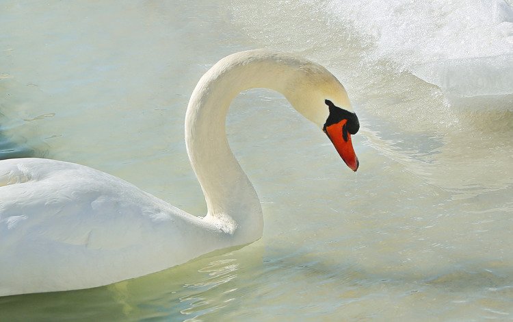 вода, лёд, птица, лебедь, water, ice, bird, swan