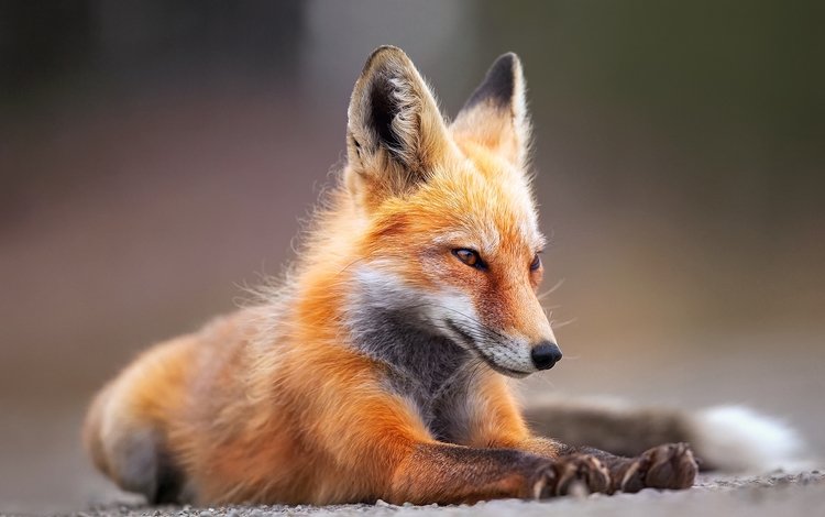 фон, мордочка, лапы, взгляд, лиса, лисица, лапки, background, muzzle, paws, look, fox, legs