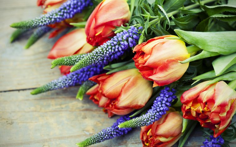 цветы, природа, букет, тюльпаны, люпины, flowers, nature, bouquet, tulips, lupins