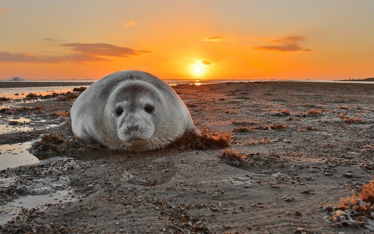 закат, море, тюлень, grey seal, печать. закат, sunset, sea, seal, seal. sunset