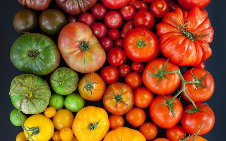 разноцветные, урожай, овощи, помидоры, томаты, colorful, harvest, vegetables, tomatoes