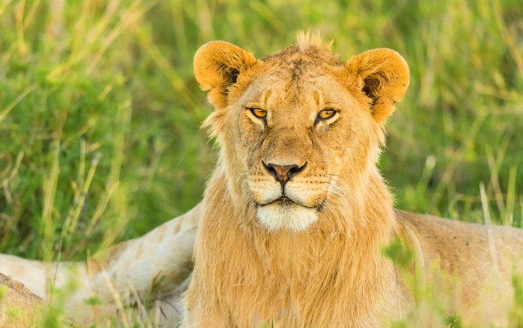 природа, кошка, хищник, лев, львица, большая, дикая, nature, cat, predator, leo, lioness, large, wild
