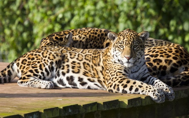 кошка, ягуар, пара, отдых, дикие кошки, ягуары, cat, jaguar, pair, stay, wild cats, jaguars