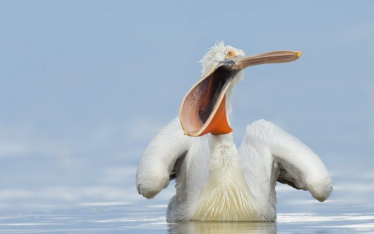 вода, природа, птица, клюв, пеликан, water, nature, bird, beak, pelican