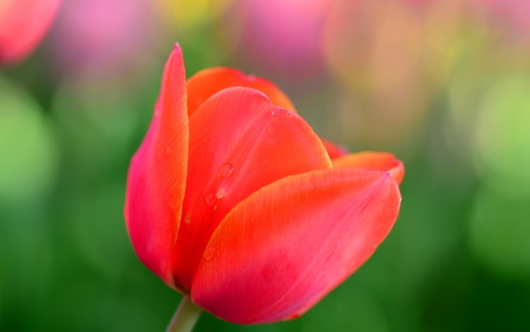 природа, макро, цветок, лепестки, красный, весна, тюльпан, nature, macro, flower, petals, red, spring, tulip