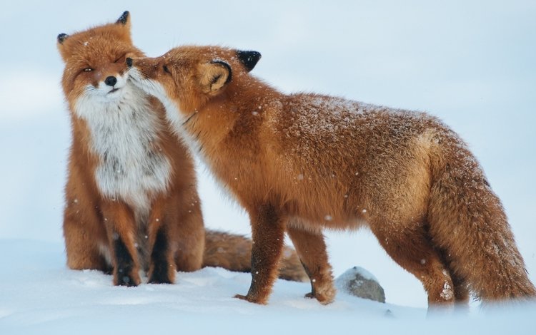 снег, зима, животные, пара, хищники, лисы, snow, winter, animals, pair, predators, fox