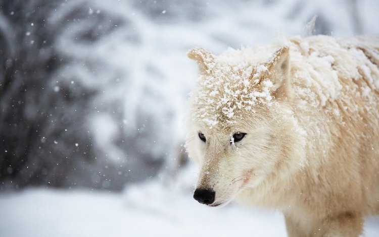 снег, зима, белый, волк, арктический волк, snow, winter, white, wolf, arctic wolf
