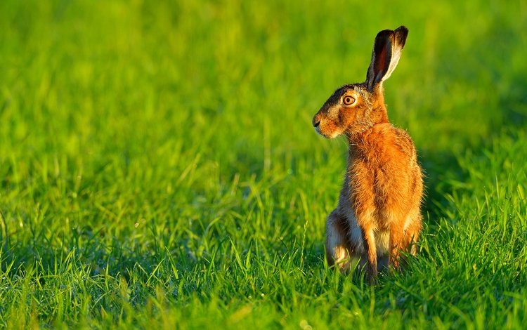 трава, природа, ушки, животное, заяц, grass, nature, ears, animal, hare