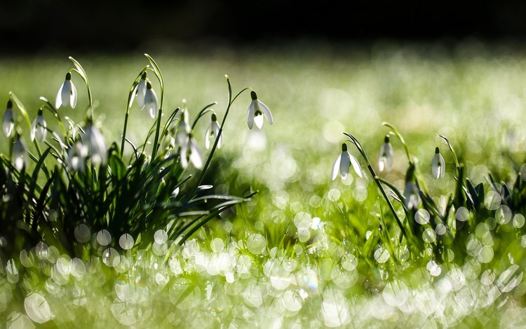 цветы, трава, белые, зеленая, подснежники, flowers, grass, white, green, snowdrops