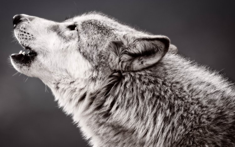 хищник, профиль, волк, воет, predator, profile, wolf, howling