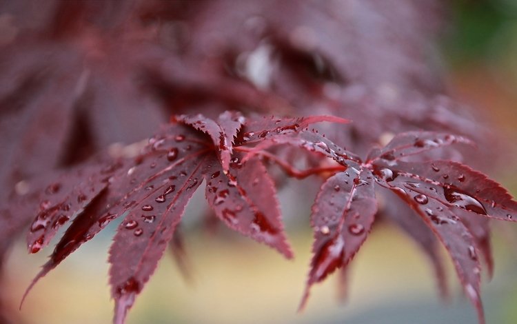 ветка, японский, листья, роса, капли, красные, клен, боке, после дождя, branch, japanese, leaves, rosa, drops, red, maple, bokeh, after the rain