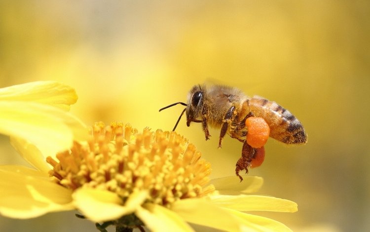 макро, насекомое, цветок, пчела, игруха, м, macro, insect, flower, bee, ., m