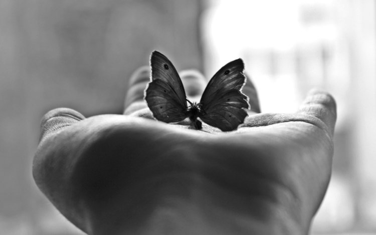 бабочка, черно-белая, фотография, ладонь, м, butterfly, black and white, photo, palm, m