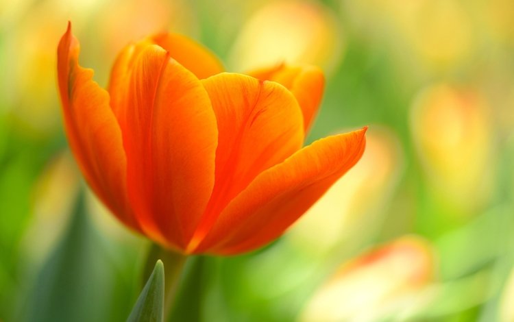 природа, макро, цветок, лепестки, оранжевый, тюльпан, nature, macro, flower, petals, orange, tulip