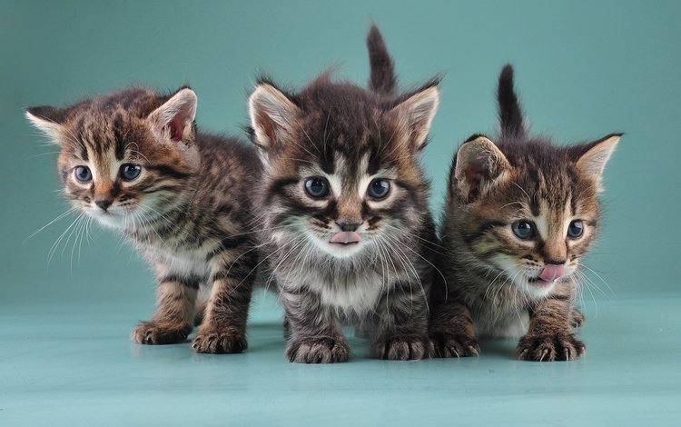 кошки, котята, маленькие, милые, little kittens, cats, kittens, small, cute
