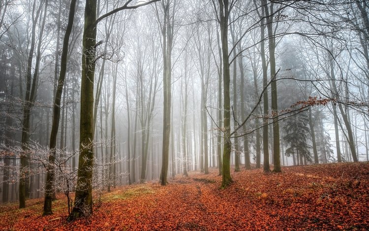 деревья, лес, листья, туман, осень, trees, forest, leaves, fog, autumn