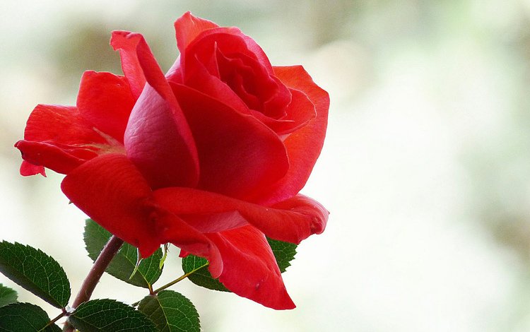 фон, роза, красная, блики, background, rose, red, glare