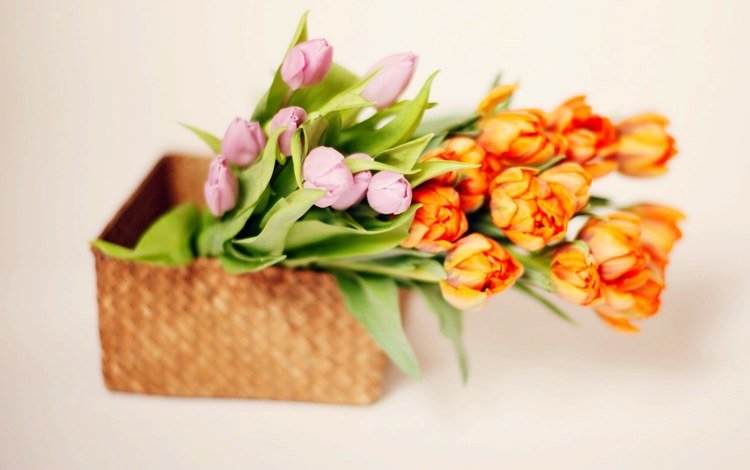 цветы, букет, корзина, тюльпаны, тульпаны,  цветы, flowers, bouquet, basket, tulips