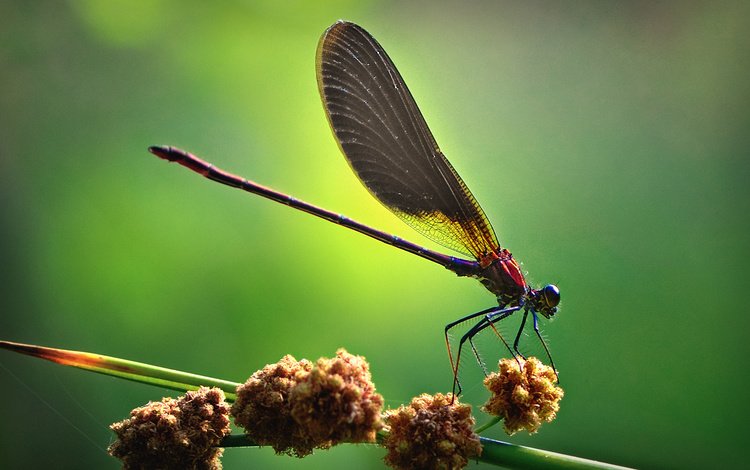обои, насекомое, вид, крылья, стрекоза, картинка, необычно, красиво, wallpaper, insect, view, wings, dragonfly, picture, unusual, beautiful