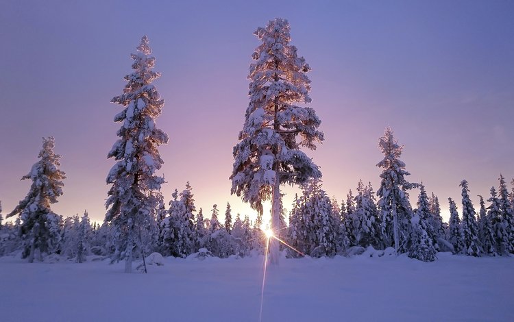 небо, деревья, солнце, снег, лес, зима, солнечный свет, the sky, trees, the sun, snow, forest, winter, sunlight