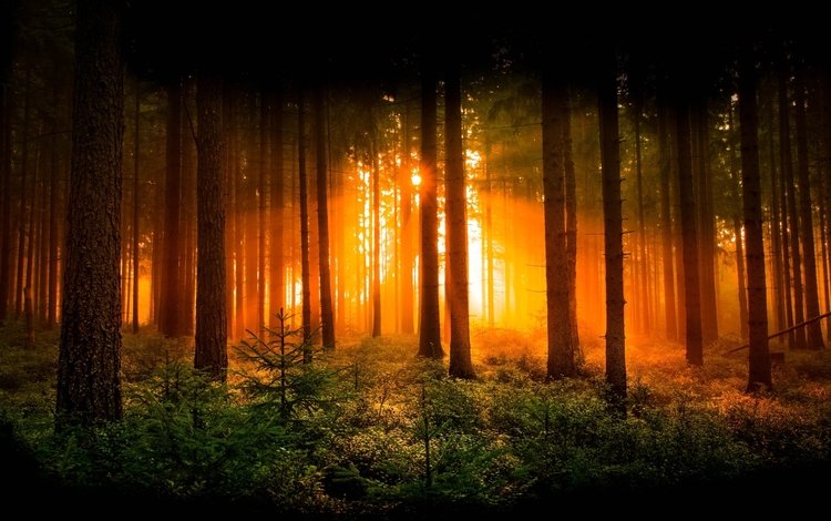 деревья, солнце, природа, лес, лучи, рассвет, trees, the sun, nature, forest, rays, dawn