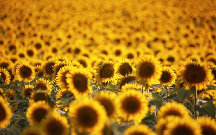 цветы, поле, лето, подсолнухи, желтые, flowers, field, summer, sunflowers, yellow