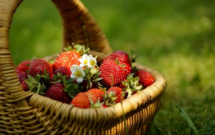 цветы, трава, клубника, ягоды, корзинка, flowers, grass, strawberry, berries, basket