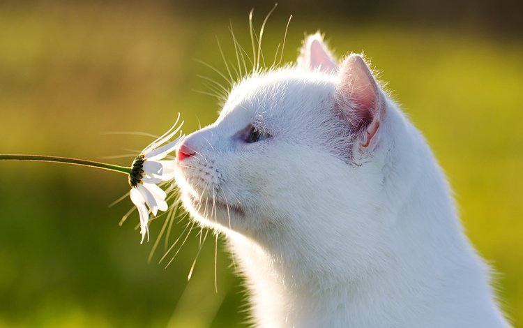 фон, цветок, мордочка, кошка, ромашка, профиль, белая, background, flower, muzzle, cat, daisy, profile, white