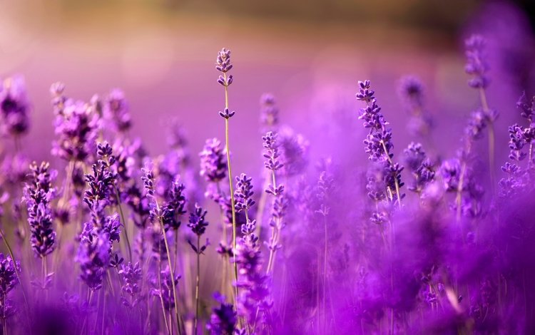 цветы, поле, лаванда, луг, фиолетовые, боке, сиреневые, flowers, field, lavender, meadow, purple, bokeh, lilac