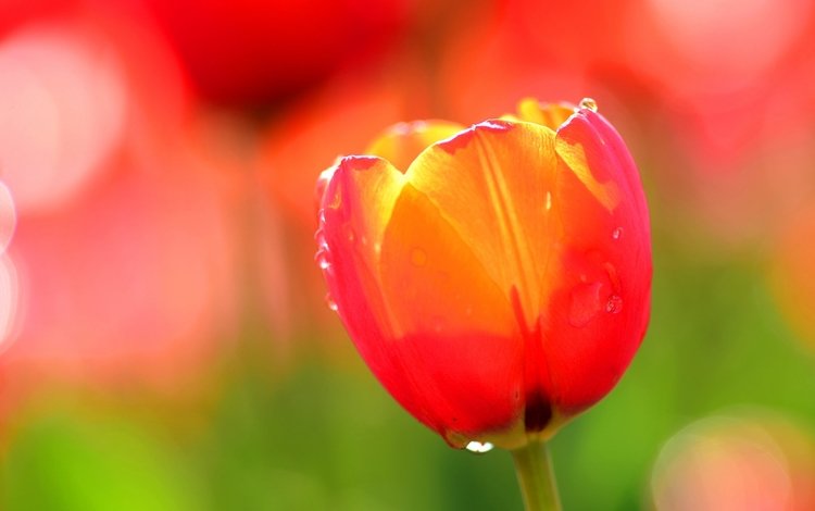 вода, цветок, роса, капли, лепестки, тюльпан, water, flower, rosa, drops, petals, tulip