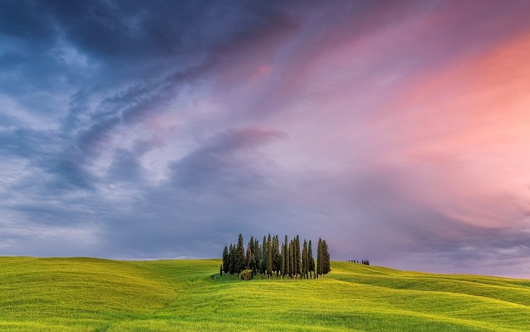 трава, деревья, закат, поле, италия, тоскана, grass, trees, sunset, field, italy, tuscany